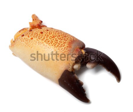 Stock photo: Boiled claw crab isolated on white background