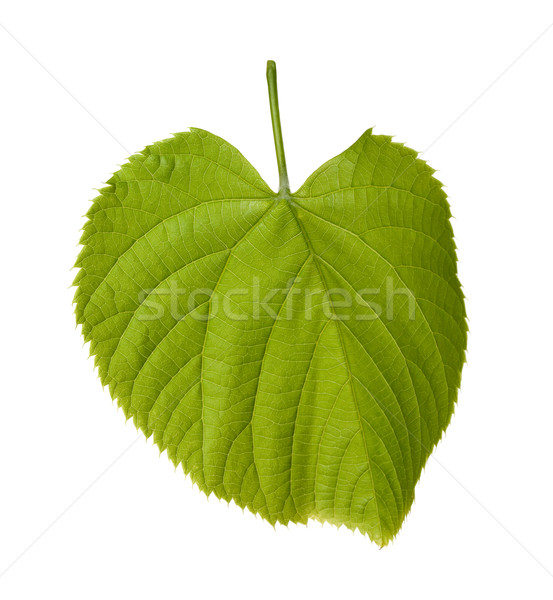 Spring tilia leaf Stock photo © BSANI