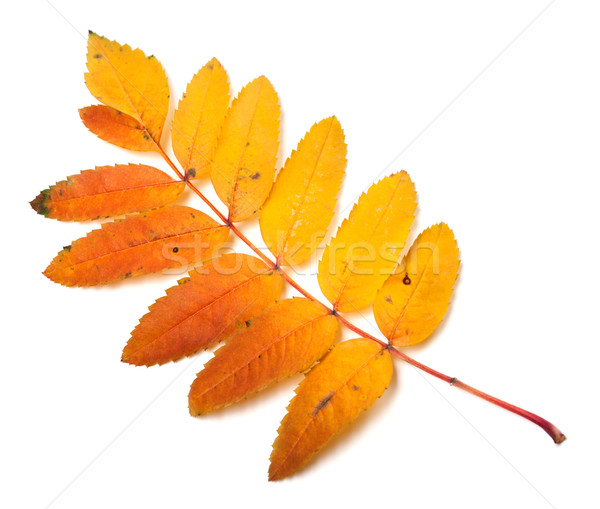 Multicolor autumn rowan leaf Stock photo © BSANI