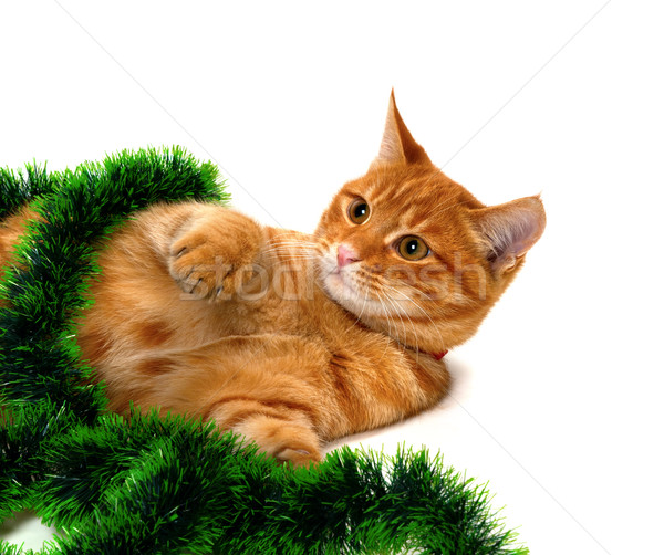Red-headed kitten lying on its side in Christmas tinsel Stock photo © BSANI