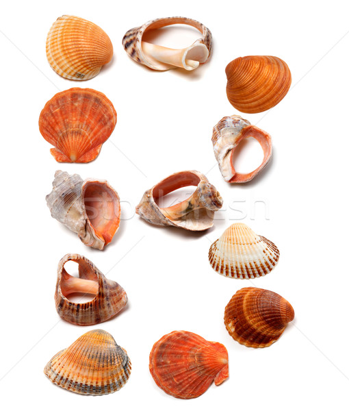 Letter B composed of seashells Stock photo © BSANI