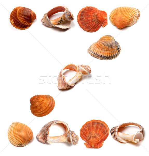 Letter Z composed of seashells Stock photo © BSANI