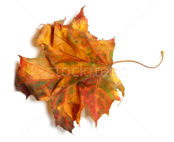 Yellowed autumn maple-leaf on white background Stock photo © BSANI