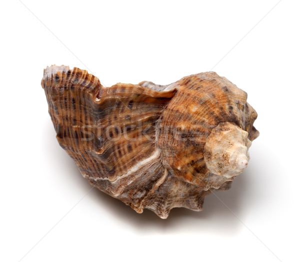 Stock photo: Shell from rapana venosa on white background.