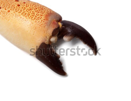 Gheara crab colţ spatiu copie izolat Imagine de stoc © BSANI