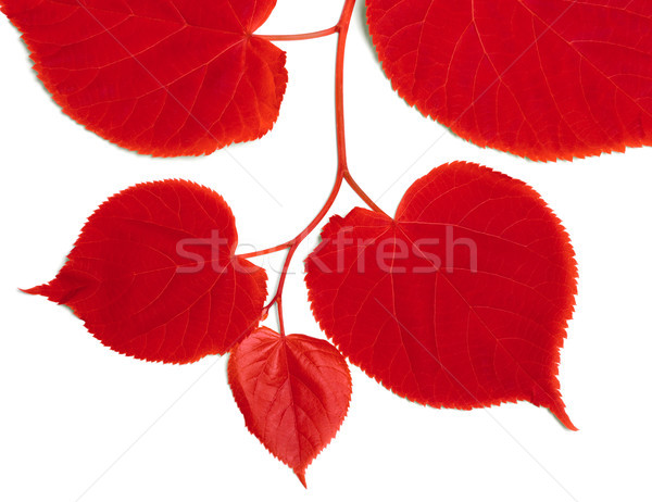 Red linden-tree leafs Stock photo © BSANI