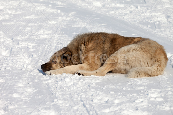 Dog sleeping on snow Stock photo © BSANI