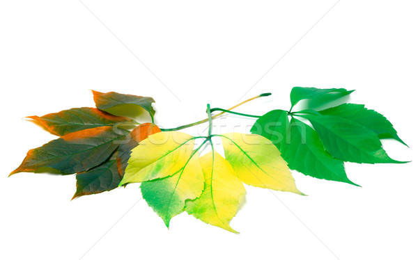 Three leafs of different seasons isolated on white background Stock photo © BSANI