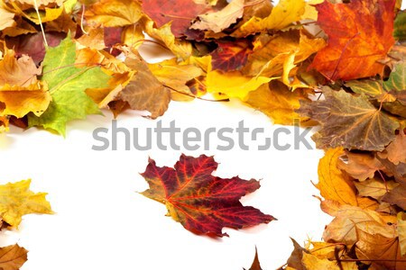 Autumn dry maple leafs Stock photo © BSANI