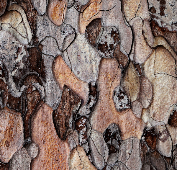 Wooden texture of pine-tree Stock photo © BSANI