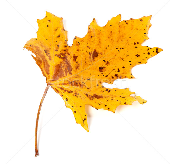 Speckled autumn leaf on white background Stock photo © BSANI