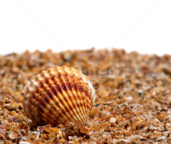 Seashell on sand  Stock photo © BSANI
