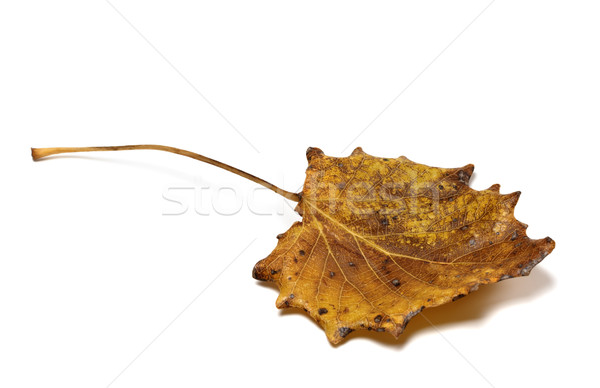 Autumn dried quaking aspen (Populus tremula) leaf Stock photo © BSANI