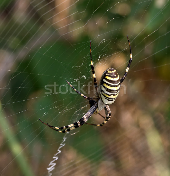 Spinne Spinnennetz Sommer Wespe Ansicht Stock foto © BSANI