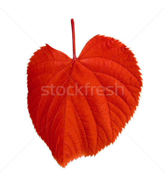 Red tilia leaf Stock photo © BSANI