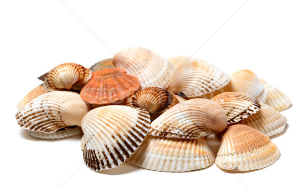 Seashells of anadara and scallop Stock photo © BSANI