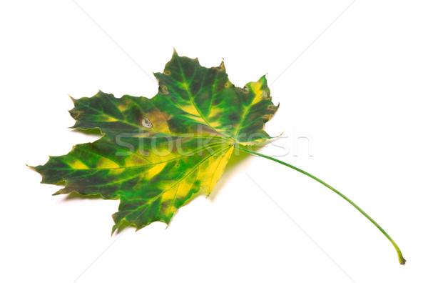 Multicolor maple leaf Stock photo © BSANI