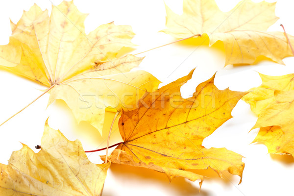 осень желтый белый избирательный подход лес природы Сток-фото © BSANI