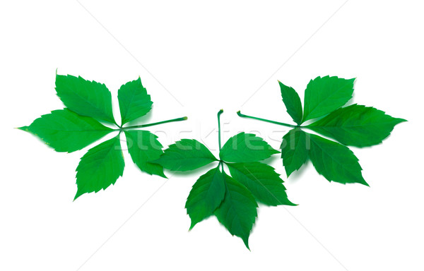 Stok fotoğraf: üç · yeşil · Virjinya · yaprakları · beyaz · bahar