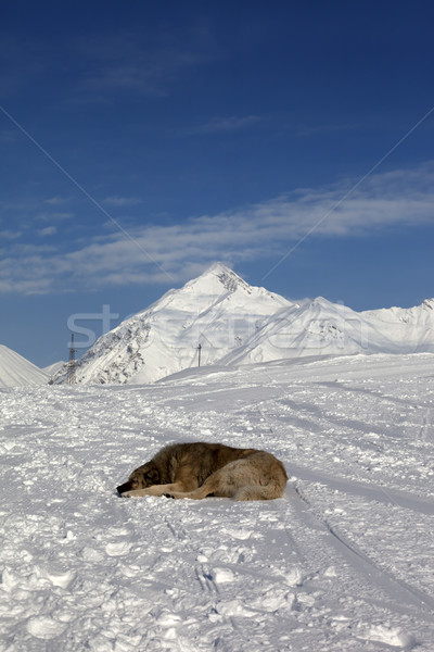 Kutya alszik sípálya Kaukázus hegyek Grúzia Stock fotó © BSANI
