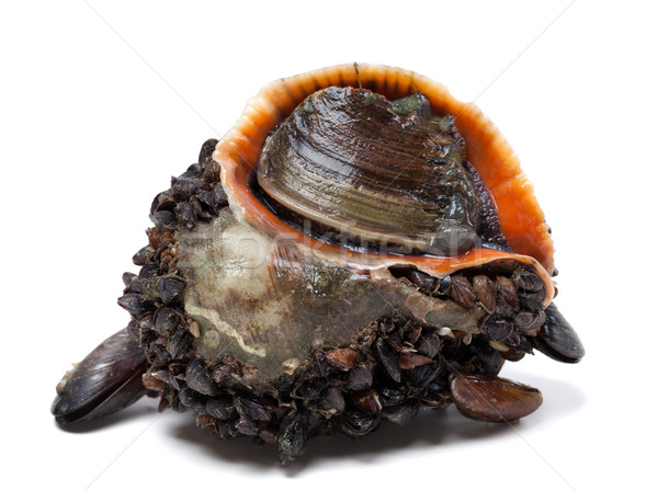 Rapana venosa covered with mussels Stock photo © BSANI
