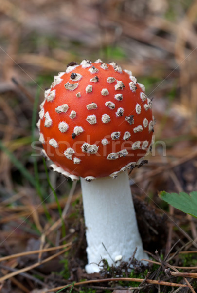 Red amanita muscaria mushroom Stock photo © BSANI