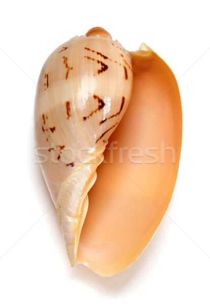Seashell of Cymbiola Stock photo © BSANI