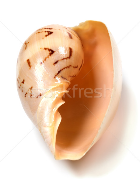 Seashell of Cymbiola Stock photo © BSANI