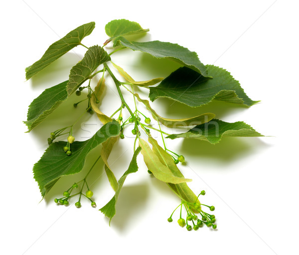 Spring tilia twig before blossom Stock photo © BSANI