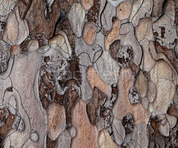 Wooden texture Stock photo © BSANI