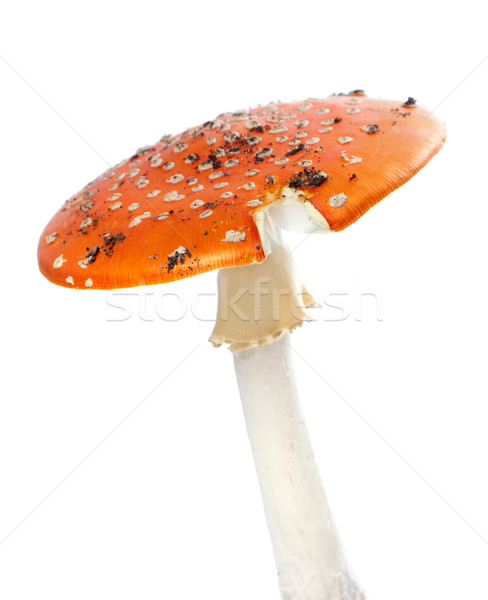 Red fly agaric mushroom isolated on white background. Stock photo © BSANI