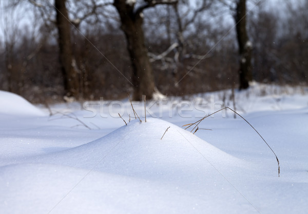 Snow drift and dry grass in winter forest Stock photo © BSANI