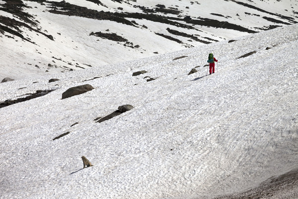 Wanderer Hund Berge Frühling Türkei Mann Stock foto © BSANI