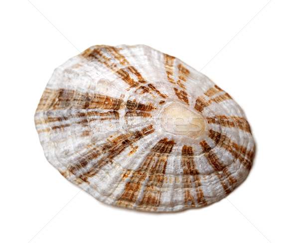 Shell of true limpet  Stock photo © BSANI