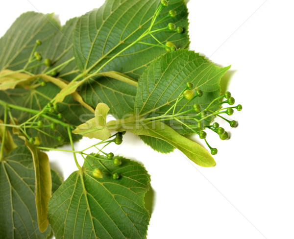 Spring tilia before blossom Stock photo © BSANI