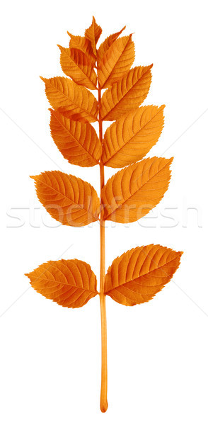 Autumnal sorbus leaves Stock photo © BSANI