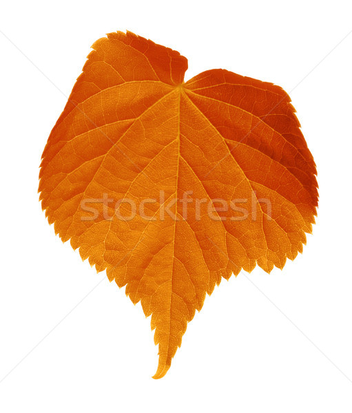 Autumn tilia leaf Stock photo © BSANI