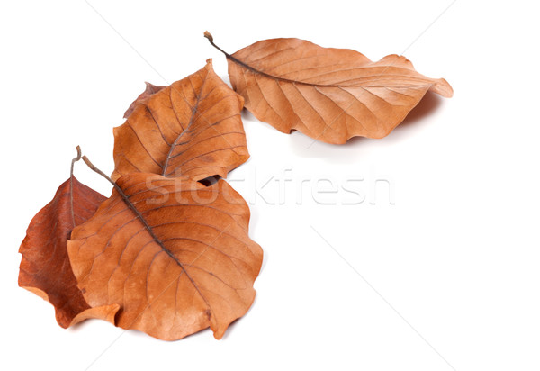 [[stock_photo]]: Sécher · automne · magnolia · isolé · blanche · espace · de · copie