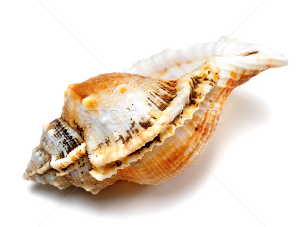 Shell of frog snail (Tutufa bubo) Stock photo © BSANI