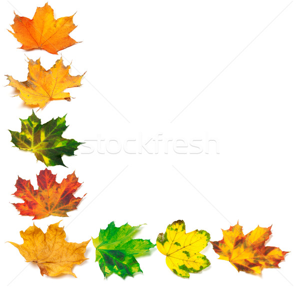 Letter L composed of autumn maple leafs Stock photo © BSANI