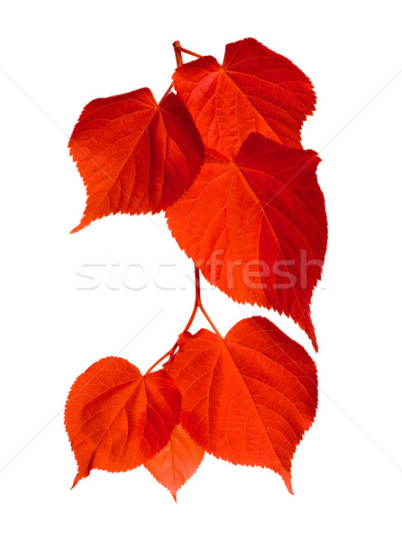 Red tilia leafs Stock photo © BSANI