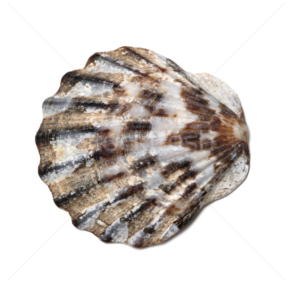 Stock photo: Seashell on white