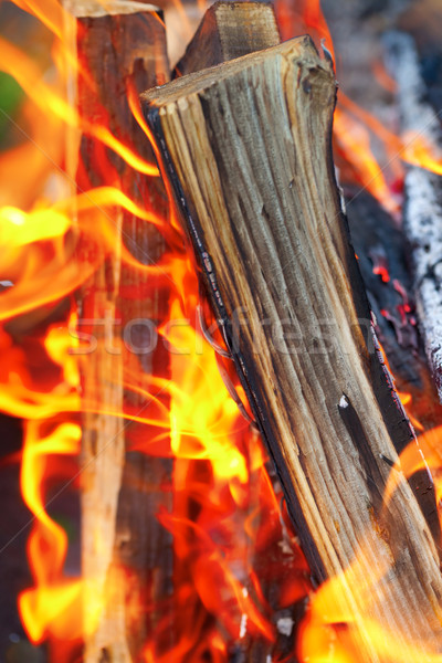 Feu de joie vue arbre résumé nature [[stock_photo]] © BSANI