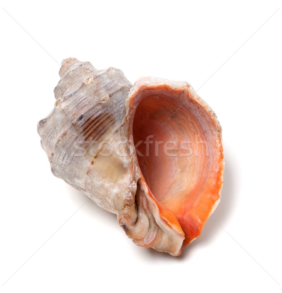 Empty rapana isolated on white background Stock photo © BSANI