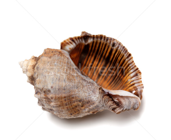 Empty shell from rapana venosa Stock photo © BSANI