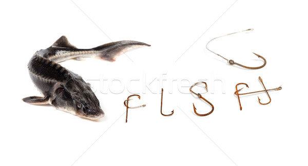 Fresh sterlet and word F I S H composed of old rusty fish hooks Stock photo © BSANI