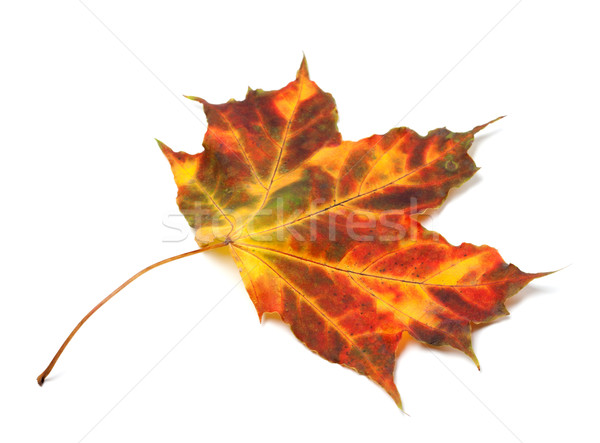 Multicolor autumnal maple leaf Stock photo © BSANI