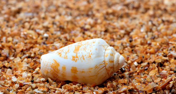 Shell of cone snail on sand Stock photo © BSANI