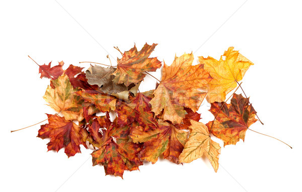 Foto stock: Outono · secas · bordo · isolado · branco