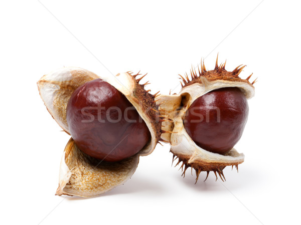 Two horse chestnuts close-up Stock photo © BSANI